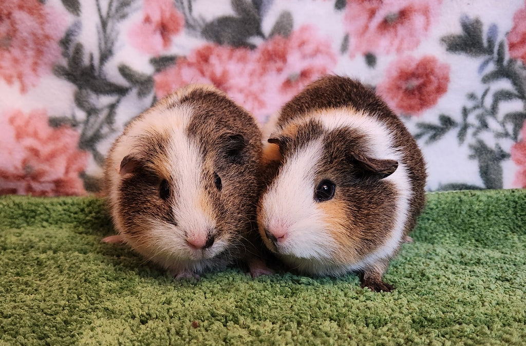 Meet Our Rescues: Rosemary & Sage!